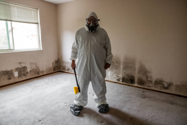 Best Mold Odor Removal Services  in Melvindale, MI